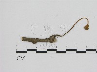 藏品()的圖片