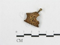 藏品(多孔菌屬)的圖片