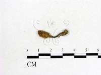 藏品(鬼傘屬)的圖片