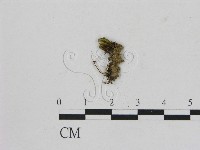 藏品(小菇屬)的圖片