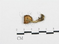 藏品(杯傘屬)的圖片