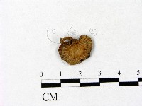 藏品(微皮傘屬)的圖片