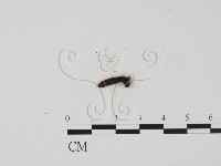 藏品(炭角菌屬)的圖片