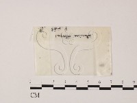 藏品()的圖片