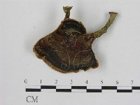 藏品(相鄰小孔菌)的圖片