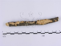 藏品(韌革菌屬)的圖片