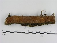 藏品(刺革菌屬)的圖片