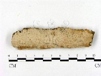 藏品(齒脈菌屬)的圖片