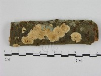 藏品(銳孔菌屬)的圖片