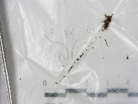 藏品()的圖片