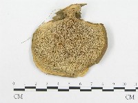 藏品(多孔菌屬)的圖片