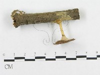 藏品(多孔菌屬)的圖片