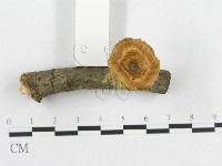 藏品(多孔菌屬)的圖片