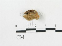 藏品(硬孔菌屬)的圖片