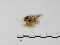 藏品(銀耳屬)的圖片