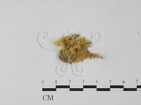 藏品(銀耳屬)的圖片