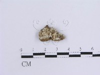 藏品(蠔韌革菌)的圖片