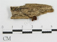 藏品(粉褶菌屬)的圖片