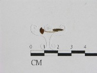 藏品(小菇屬)的圖片