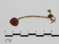 藏品(小菇屬)的圖片