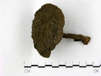 藏品(假芝屬)的圖片