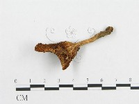 藏品(多孔菌屬)的圖片