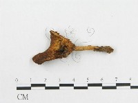 藏品(多孔菌屬)的圖片
