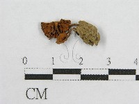 藏品(盔孢傘屬)的圖片