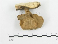 藏品(多孔菌屬)的圖片