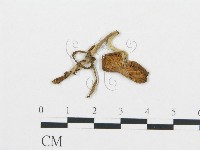 藏品(杯傘屬)的圖片