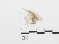 藏品(裂褶菌)的圖片