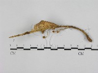 藏品(小皮傘屬)的圖片