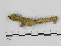 藏品(小皮傘屬)的圖片