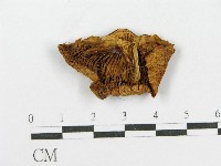 藏品(紅菇屬)的圖片