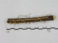 藏品(小皮傘屬)的圖片