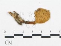 藏品(杯傘屬)的圖片