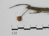 藏品(小皮傘屬)的圖片