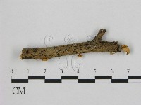 藏品(小皮傘屬)的圖片