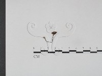 藏品()的圖片