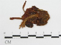 藏品(粉褶菌屬)的圖片