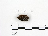 藏品()的圖片