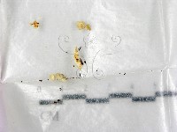 藏品()的圖片