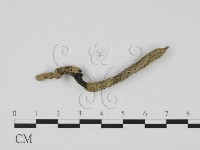 藏品(炭角菌屬)的圖片