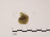 藏品()的圖片