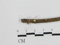 藏品(小皮傘屬)的圖片