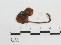 藏品(粉褶菌屬)的圖片