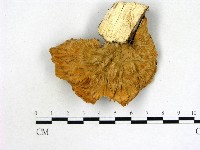 藏品(優雅波邊革菌)的圖片