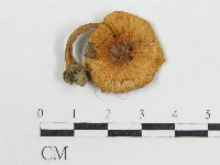 藏品(粉褶菌屬)的圖片