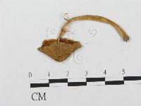 藏品()的圖片