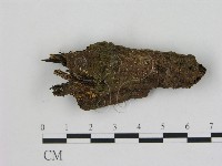 藏品(小菇屬)的圖片